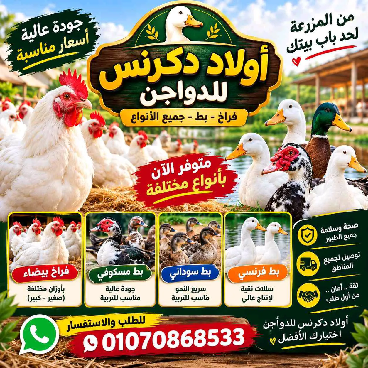 دواجن